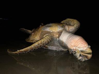 Une tortue marine Pyinthar morte, en Birmanie