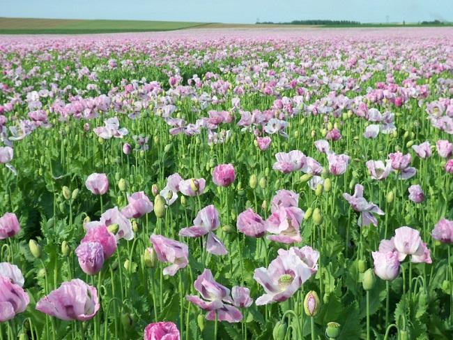 Un champ de pavots en fleurs