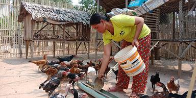 Paysanne Cambodgienne donne à manger à ses poulets