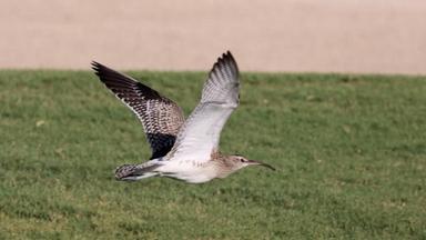 pelican frisé dubai