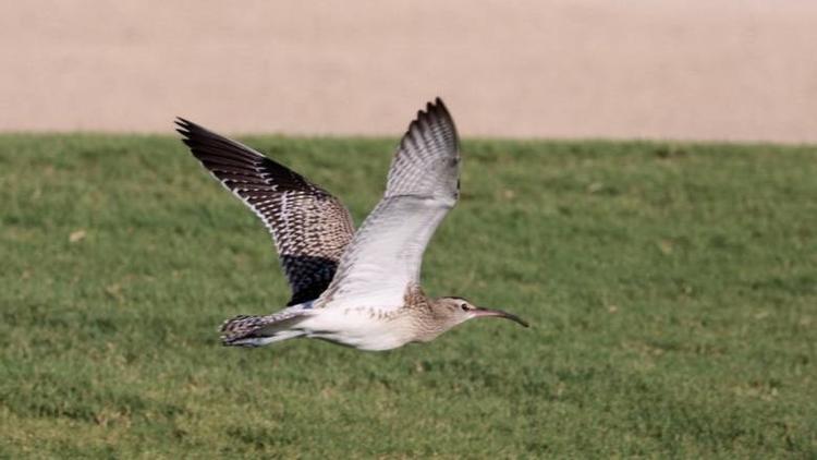 pelican frisé dubai