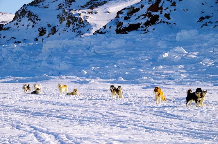 des chiens de traineau dans l'Arctique