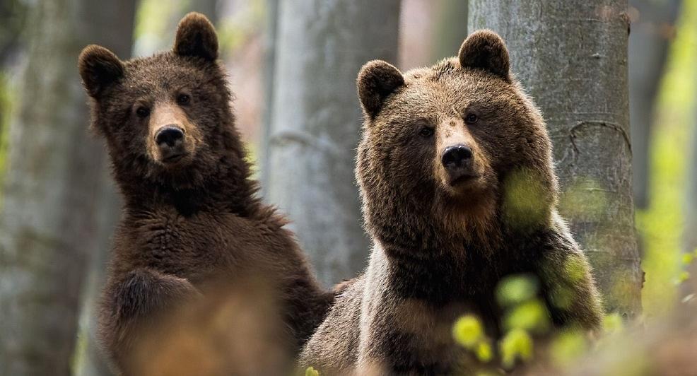 Une ONG lance un appel pour la création d'un nouveau sanctuaire des ours en Roumanie