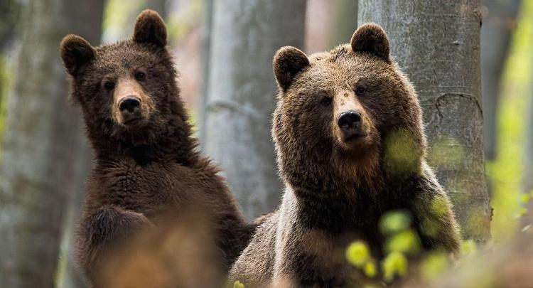 Une ONG lance un appel pour la création d'un nouveau sanctuaire des ours en Roumanie