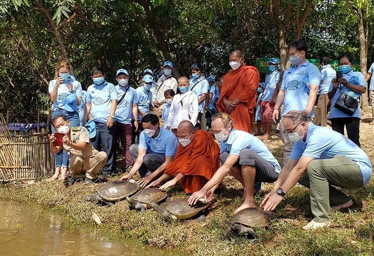 relâche de tortue royale au Cambodge