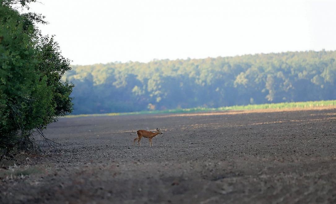 Photo du jour: chevreuil photographié dans le parc naturel de Comana près de Bucarest
