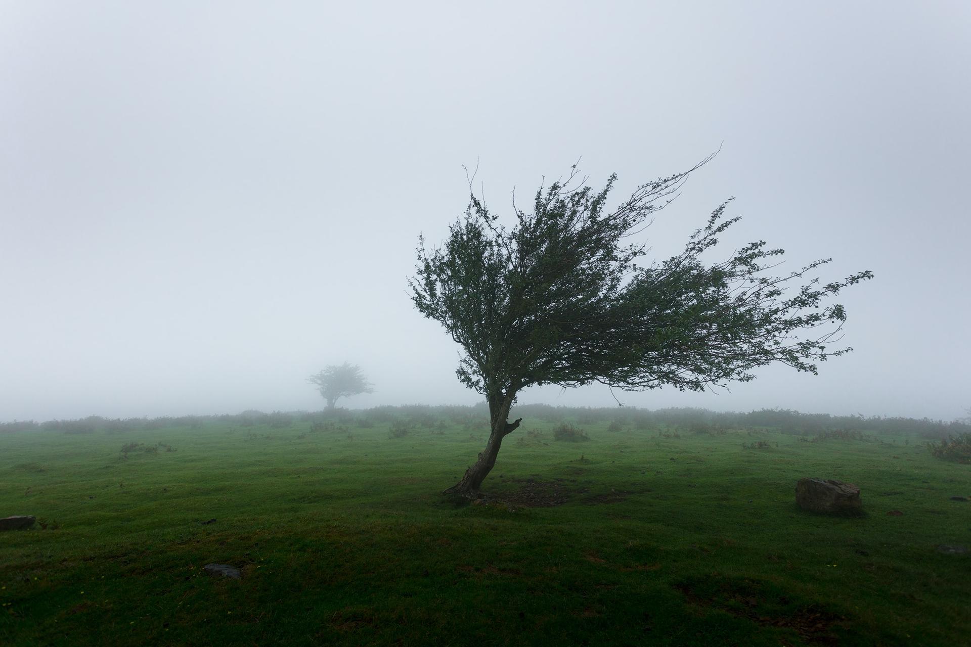 un arbre secoué par la tempête