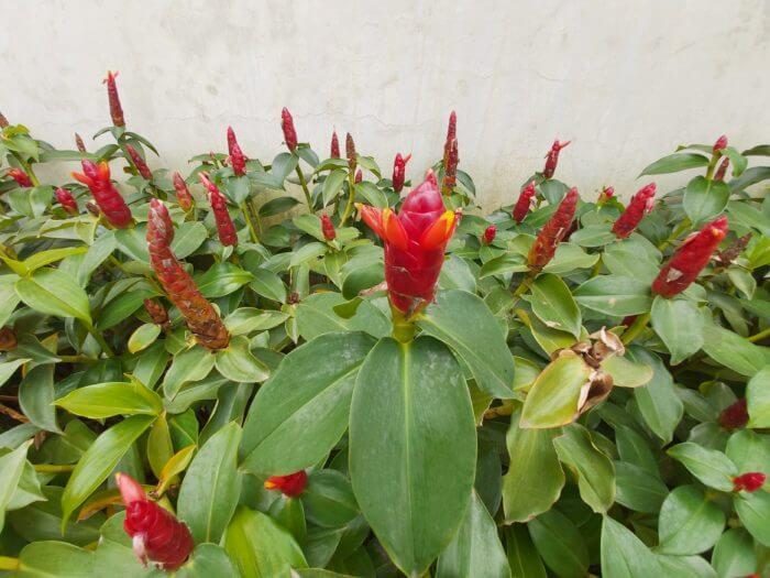 costus-woodsonii_coconut-park-700x525 2