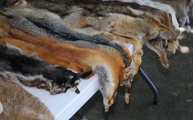 des peaux d'animaux à fourrure étendues sur une table