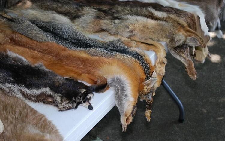 des peaux d'animaux à fourrure étendues sur une table