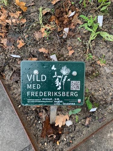 A Frederiksberg, des jardinières pour une politique de nature urbaine.