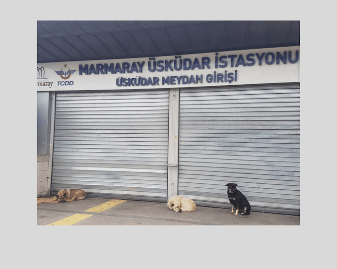 chiens errants Turquie