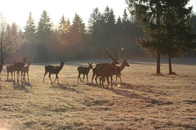 observer-animaux-sauvages-roumanie