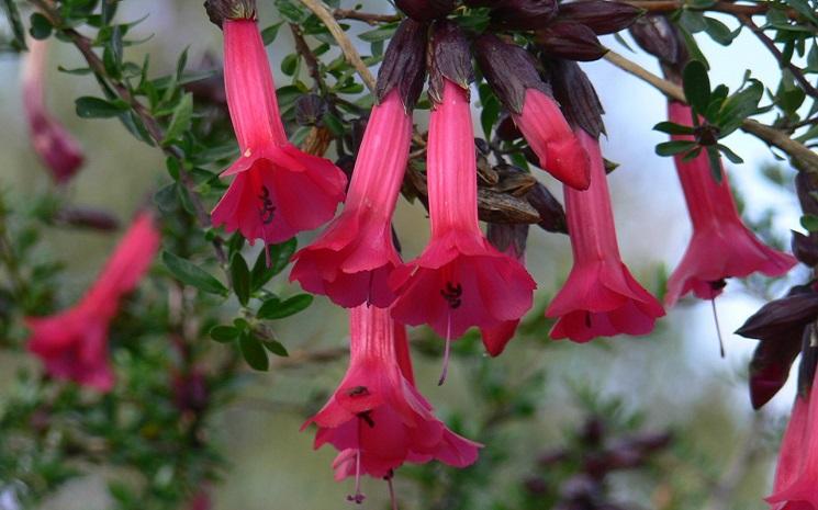 Willka T’ika, le rêve d'un jardin botanique de fleurs indigènes des Andes