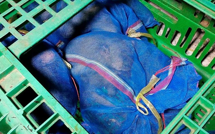 Singes-sac-filet-trafic-animaux-Saraburi-Thailande