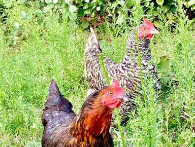 Poules élevées en plein air en Grande Bretagne épidémie de grippe aviaire