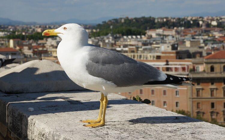 goéland sur les toits