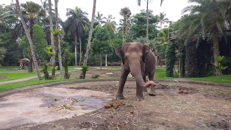 Un elephant à Bali Mason Elephant Park