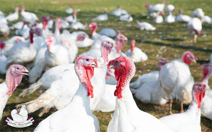Pintades-plein-air-Klong-Phai-Farm-Thailande