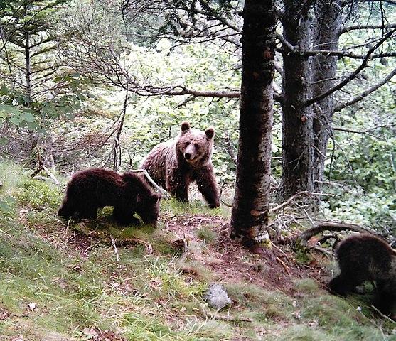Ourse avec ses deux petits fotografiés dans le Parc Naturel des Hautes Pyrénées