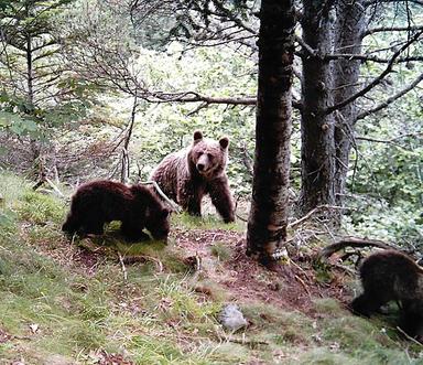 Ourse avec ses deux petits fotografiés dans le Parc Naturel des Hautes Pyrénées