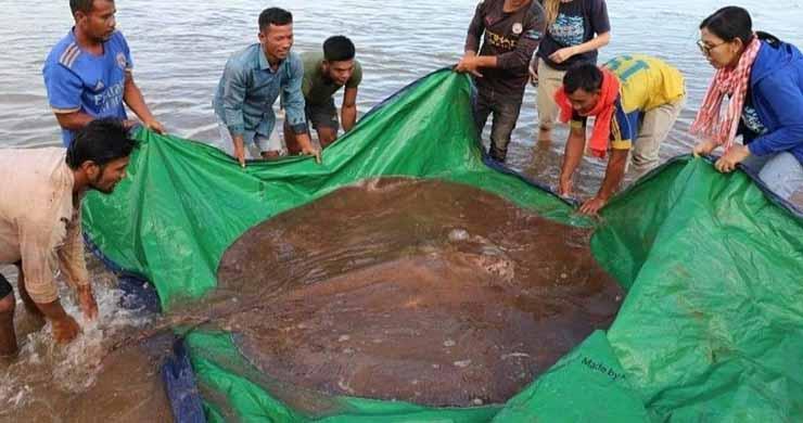 Une raie de 180 kg capturée dans le Mékong