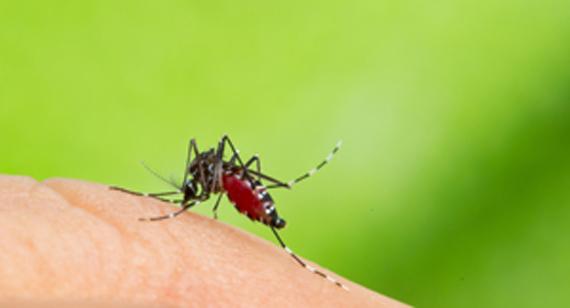 dengue Aedes Aegypti moustique