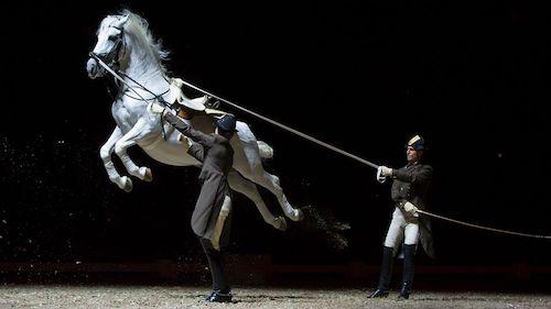 Ecole équitation espagnole Vienne Copenhague