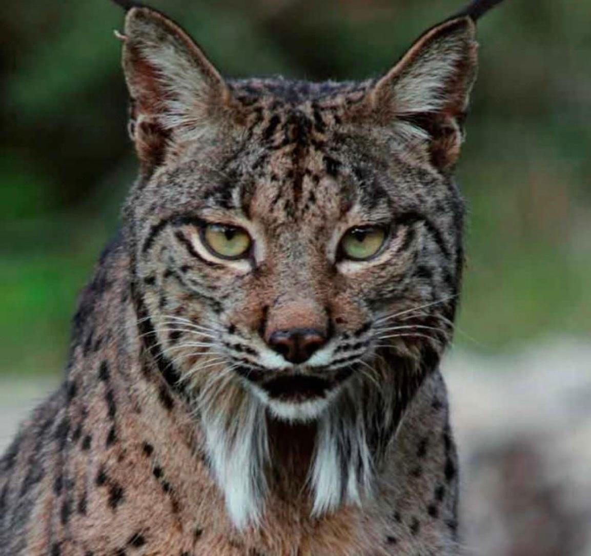 Lince Ibérico, Sierra de Andújar-Jaen-España