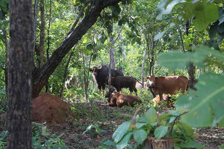 Deux gaurs aperçus a Preah Vihear