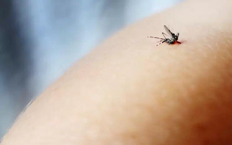 moustique tue Crédits Laura Dominguez : Flickr Creative Commons