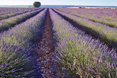 champs de lavande près de tolede espagne