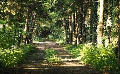 chemin dans un parc avec de grands arbres