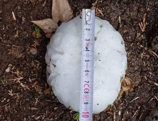 un grelos de 10cm en catalogne