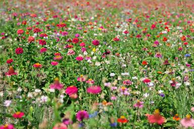 champ d'oeillets en Turquie qui sont envoyés pour les obsèques de la reine Elizabeth II
