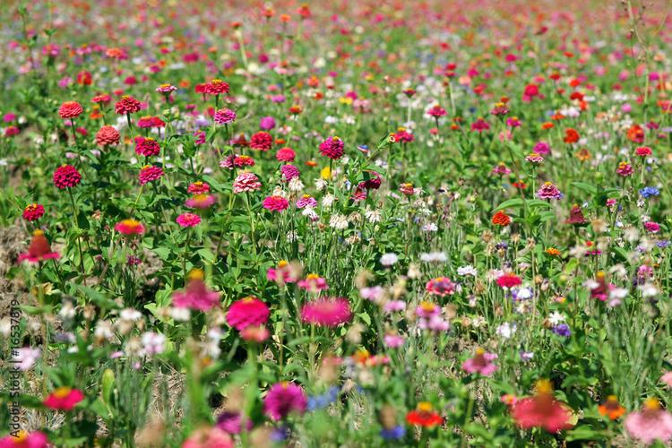 champ d'oeillets en Turquie qui sont envoyés pour les obsèques de la reine Elizabeth II