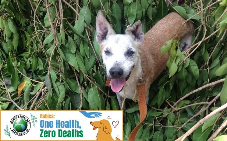 Un chien indien avec la bannière pour la journée mondiale de la rage