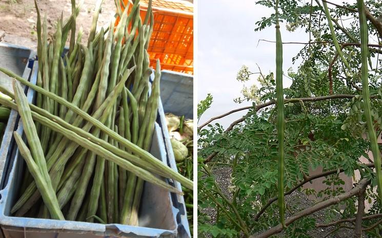 Un cageot de drumsticks et l'arbre de moringa dont ils sont issus