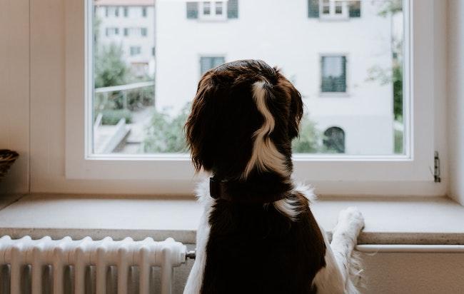 Un chien regarde par la fenêtre d'un appartement en Espagne
