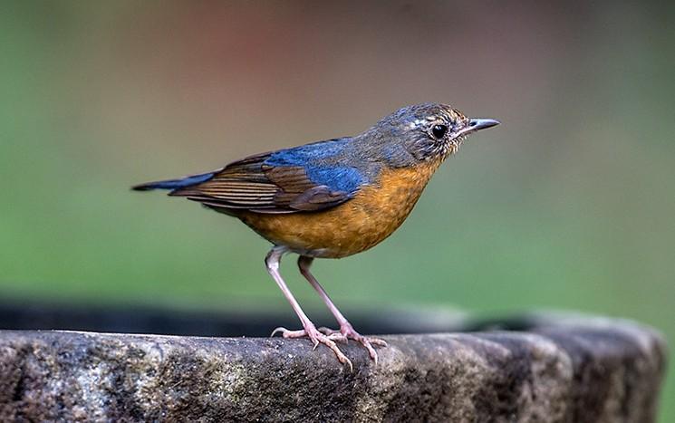 un Rouge-gorge bleu indien