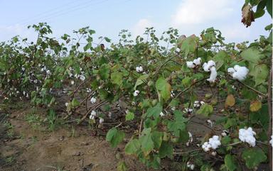Un champ de coton en fleur dans le Gujarat en Inde