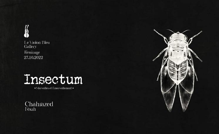 insectum chaharazed feki le violon bleu_0