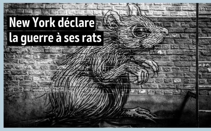 new york declare guerre rats