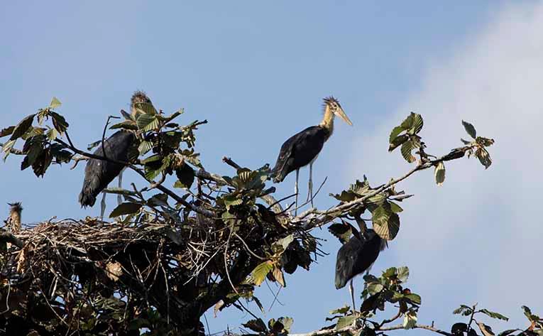 lesser_adjutant_and_its_nest_at_mekongvpg