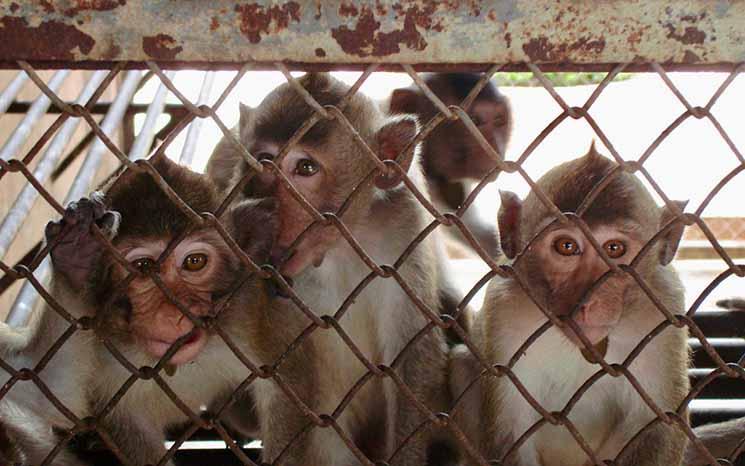 long_tailed_macaques_breeding_farm_cambodia_credit_cfi_01