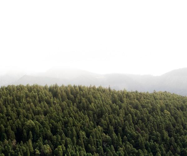 10 000 ha de forêt et des terres protégées auraient été illégalement restitués