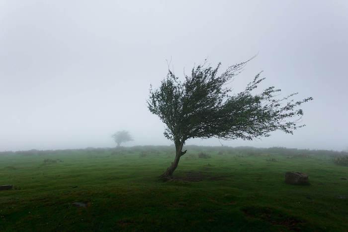 un arbre tordu par les vents dans la Communauté valencienne