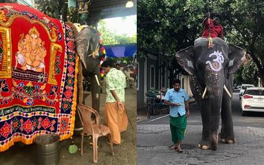 Lakshmi, l'éléphante dans les rues de Pondichéry
