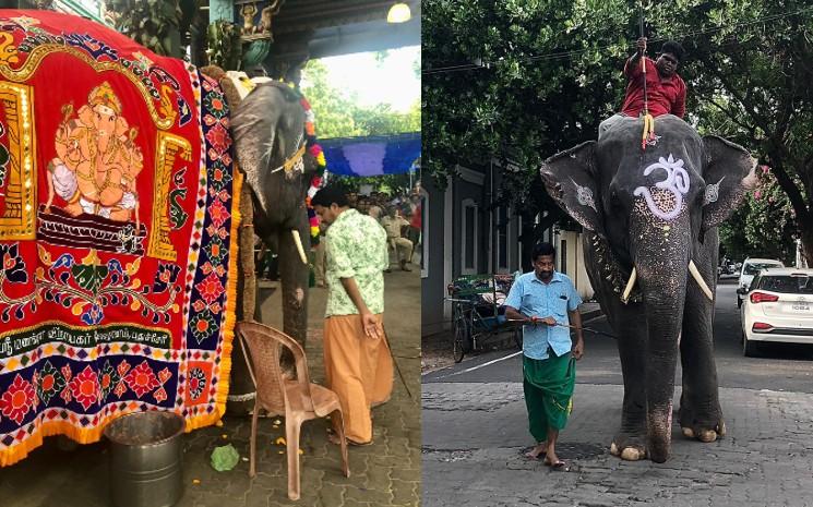 Lakshmi, l'éléphante dans les rues de Pondichéry