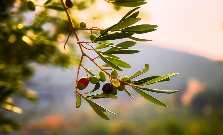 lucio-patone-Gt4FnWPbjfo-unsplash